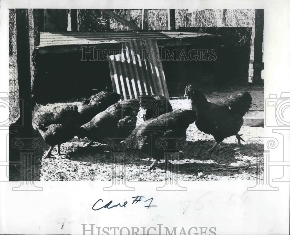 1978 Press Photo Plymouth Rock Hens. - RSH17221 - Historic Images