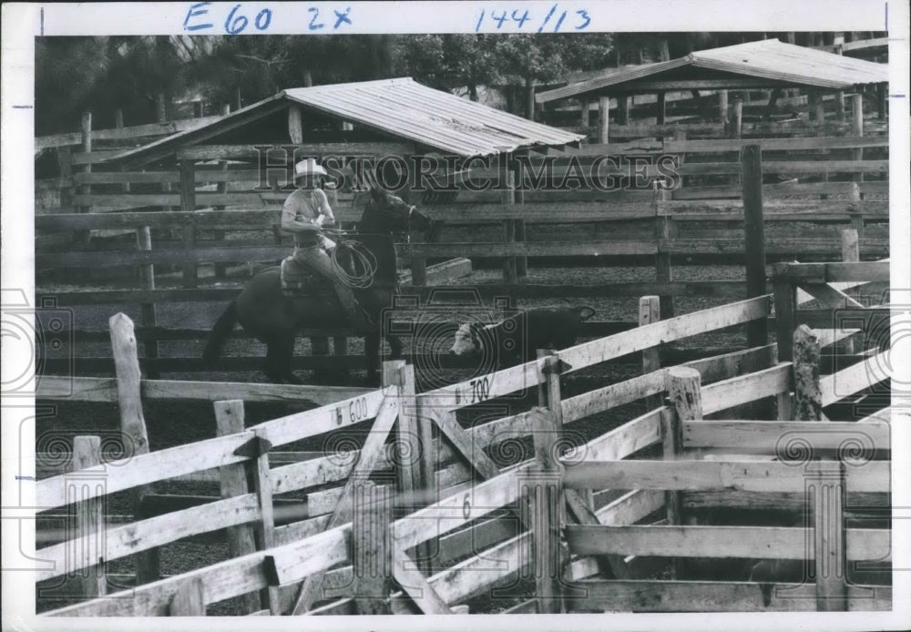 1970 Press Photo Cowboy Ropes Calf In Okeechobee, Florida. - RSH18125 - Historic Images