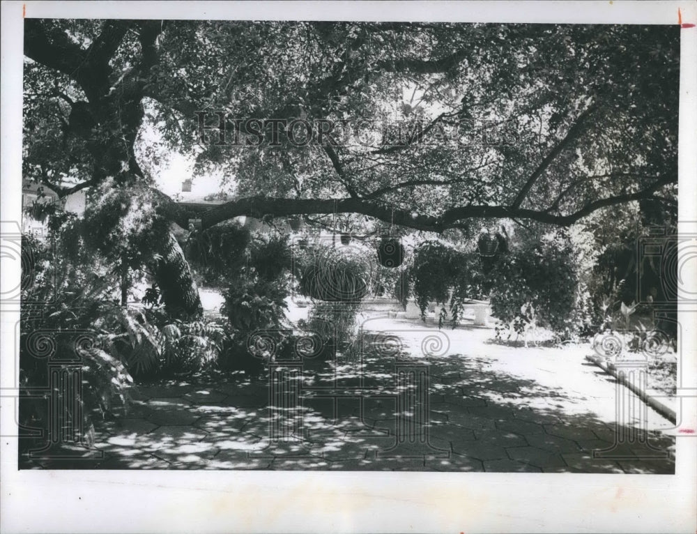 1974 Press Photo Baskets containing a variety of plants hang from a large tree - Historic Images