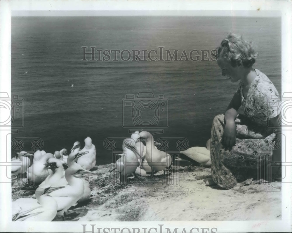 1966 Press Photo fluffy New Zealand gannets  a protected species - Historic Images