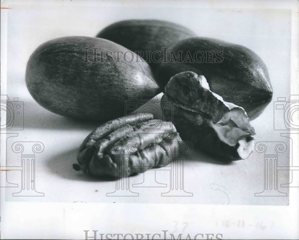 1973 Press Photo Pecans - RSH19155 - Historic Images