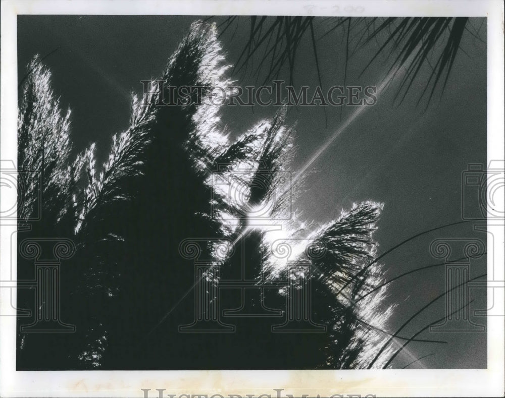 1976 Press Photo Pampas grass - Historic Images