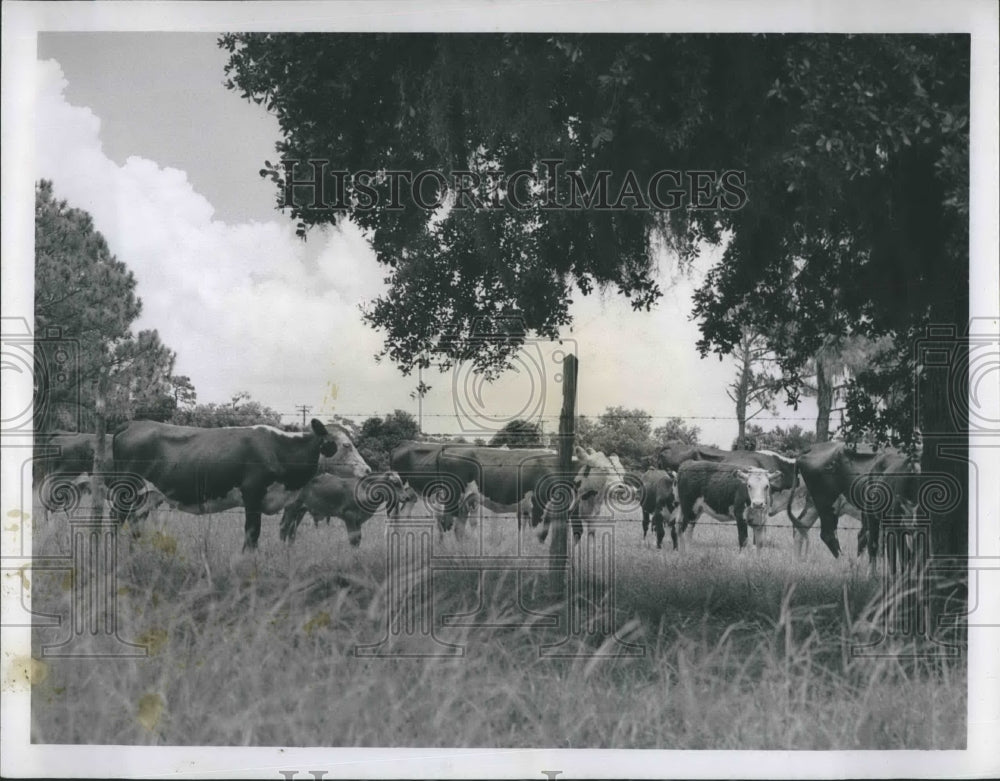 1951 Press Photo Cattle owned by C.E. Donegan - Historic Images