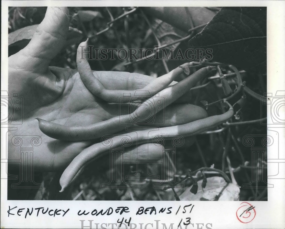 1978 Press Photo Kentucky Wonder Beans Marie Lewis Hanging Garden St. Petersburg - Historic Images