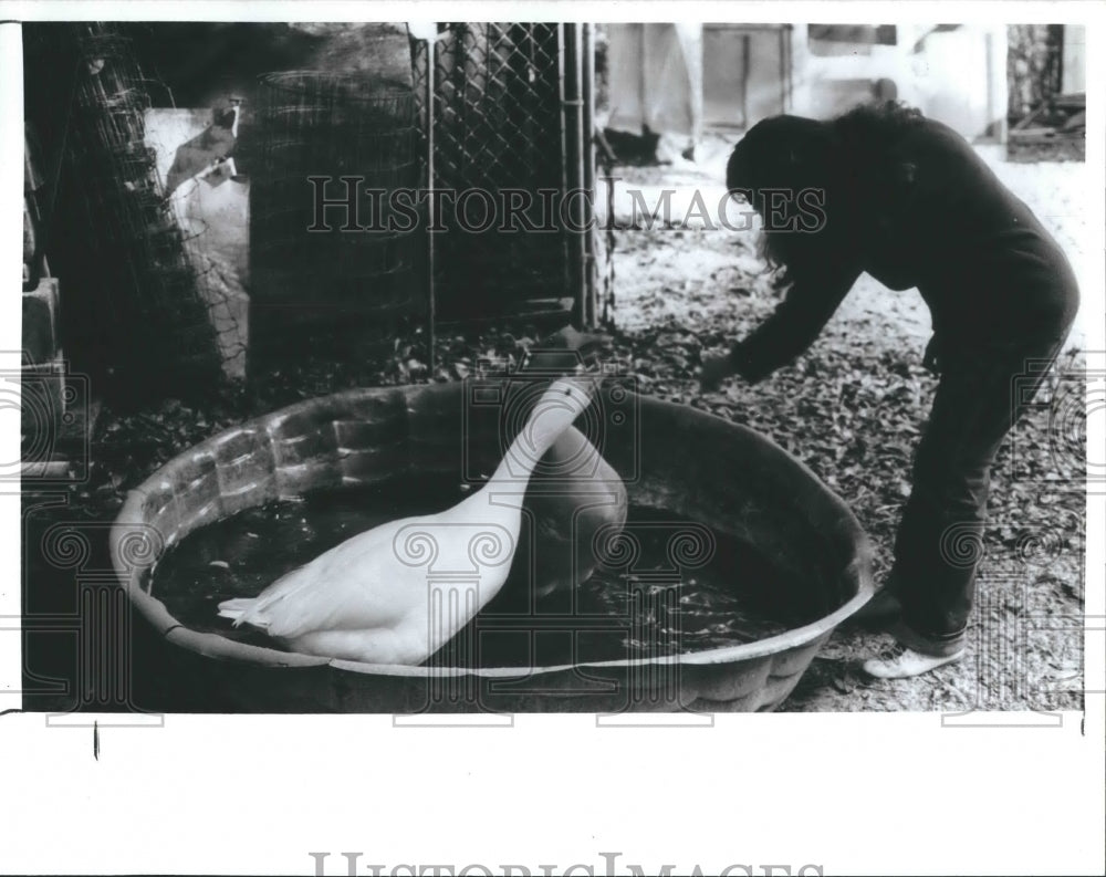 1989 Press Photo Guila Manchester with her geese - Historic Images