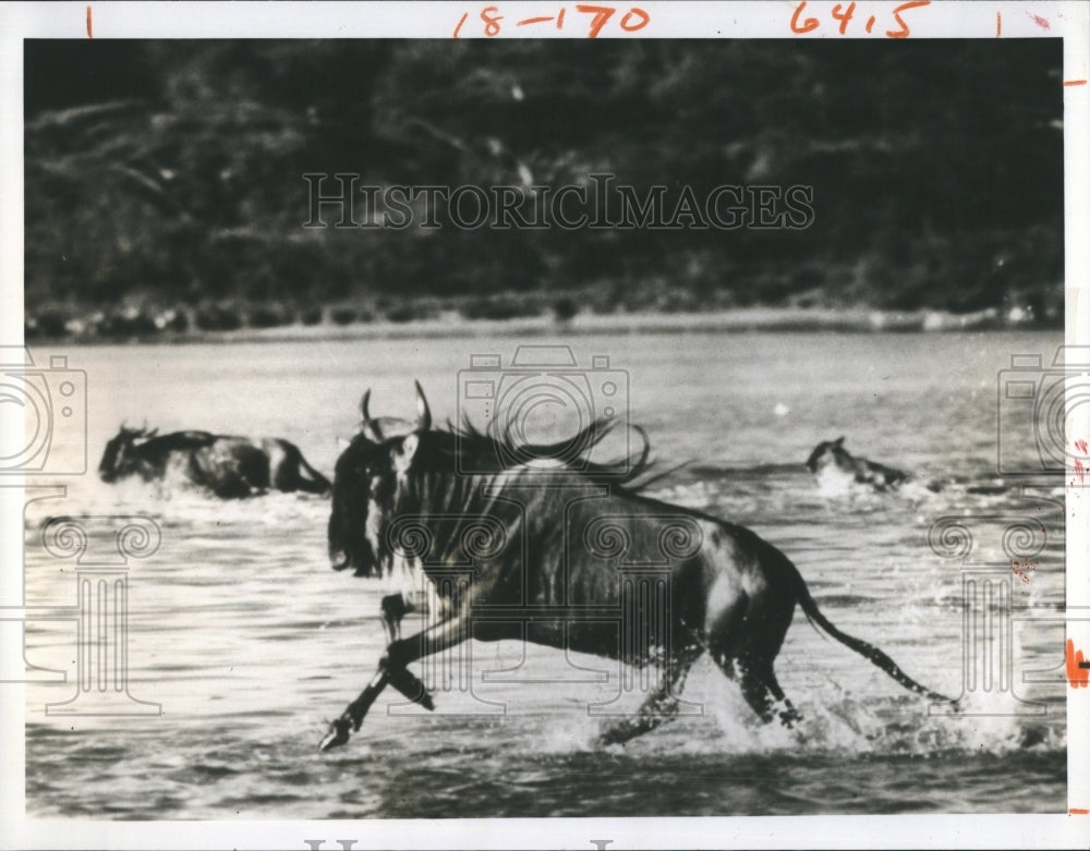 1976 Press Photo &quot;The Great Migration: Year of the Wildebeeste&quot; - Historic Images