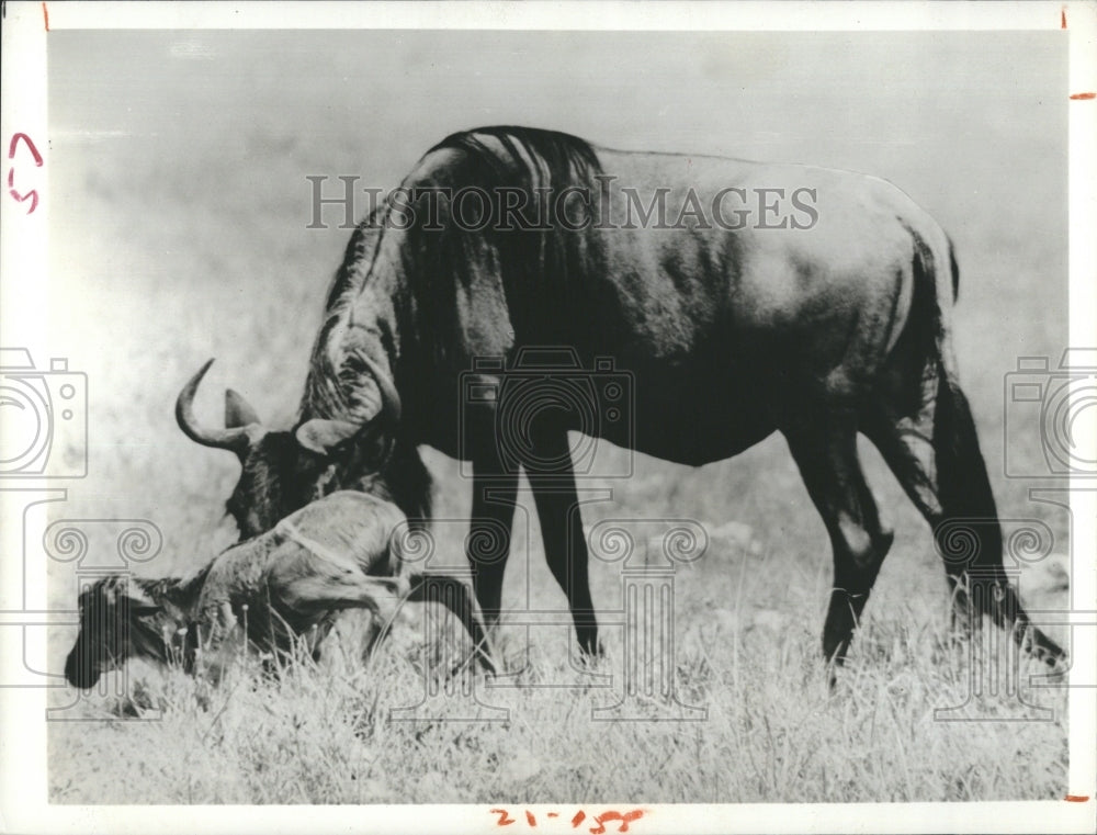 1975 Press Photo The Great Migration Year of the Wildebeeste TV Program - Historic Images