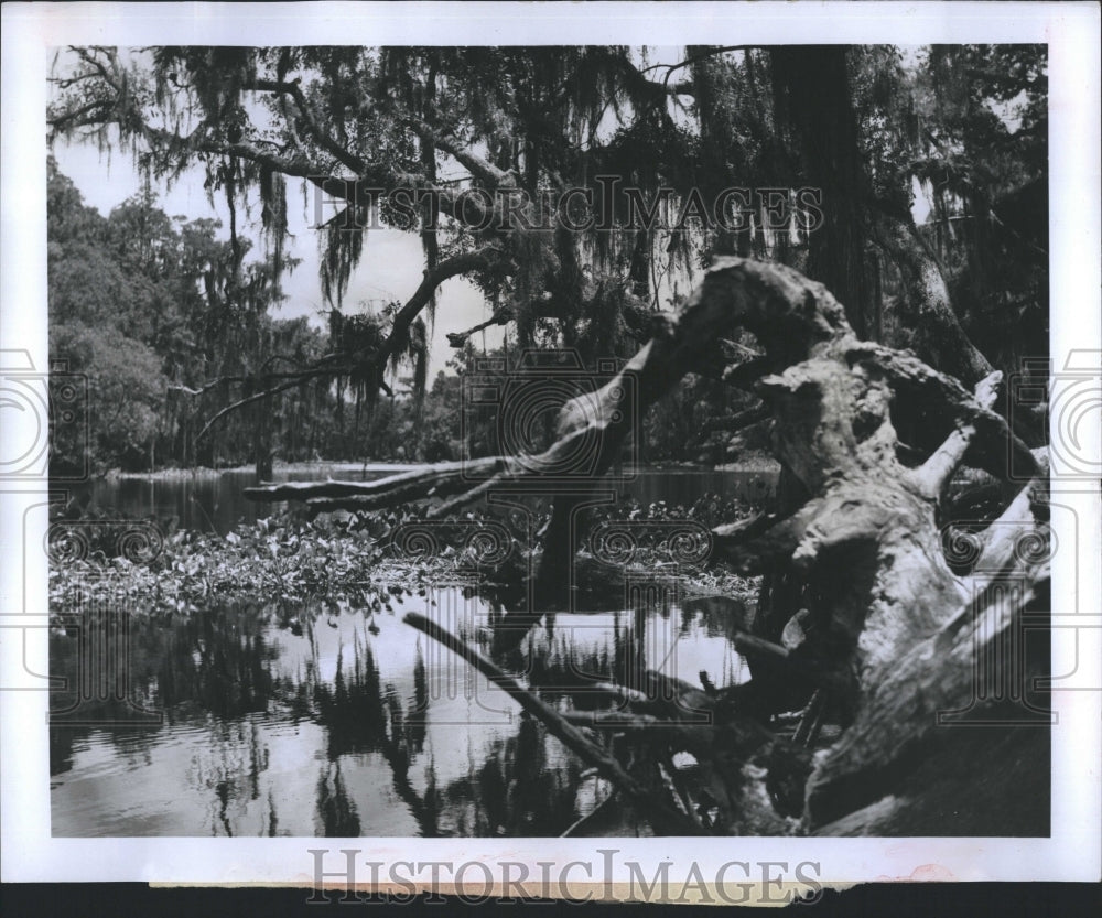 1999 Press Photo Citrus Springs a new housing envelopment - RSH20923 - Historic Images
