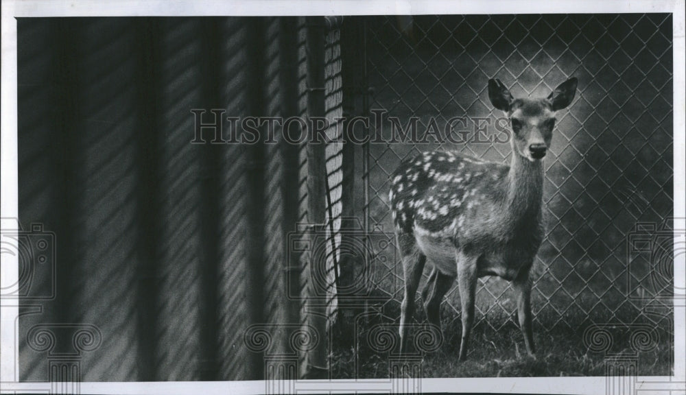 1978 Press Photo  a deer at Five Acre Farm is an animal reserve at the Seminole - Historic Images