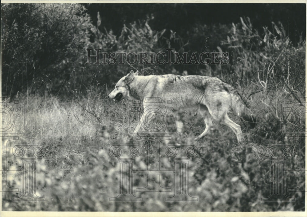 1982 Press Photo Gray wolf - RSH21013 - Historic Images