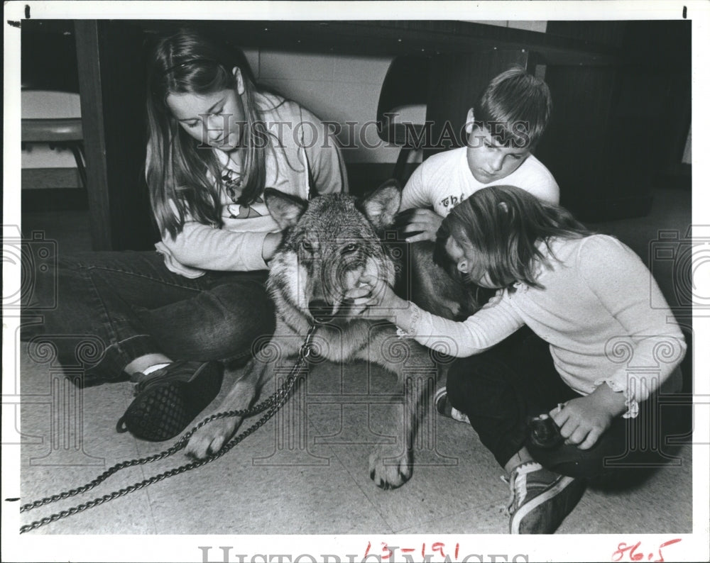 1981 Press Photo Nikki Hood, Jennifer and Geofrey Toffetti watching timber wolf - Historic Images