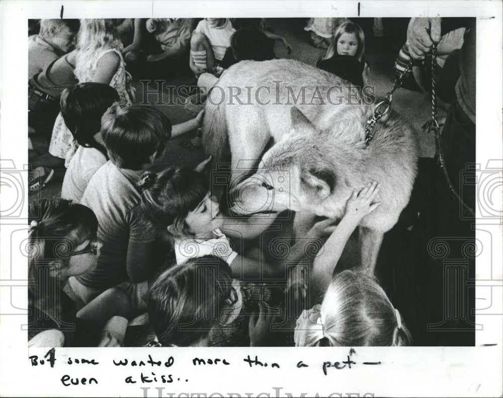 1979 A Timber wolf named Slick went to school and the kids loved him-Historic Images