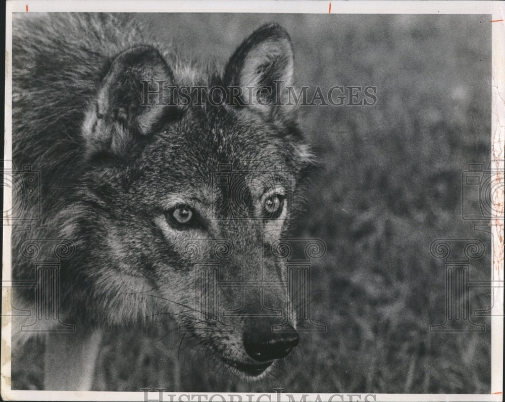 Press Photo Wolf in the wild - RSH21029 - Historic Images