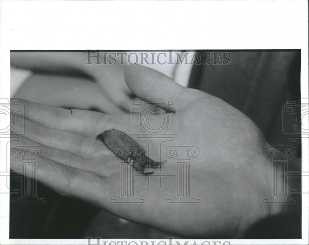 1989 Press Photo Tiny Squid Palm of Hand Hillsborough Community College Florida - Historic Images