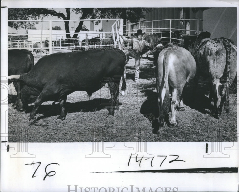 1981 Press Photo Longhorn Rodeo Brahman Bulls Pen Cowboy Bullriding Competition - Historic Images