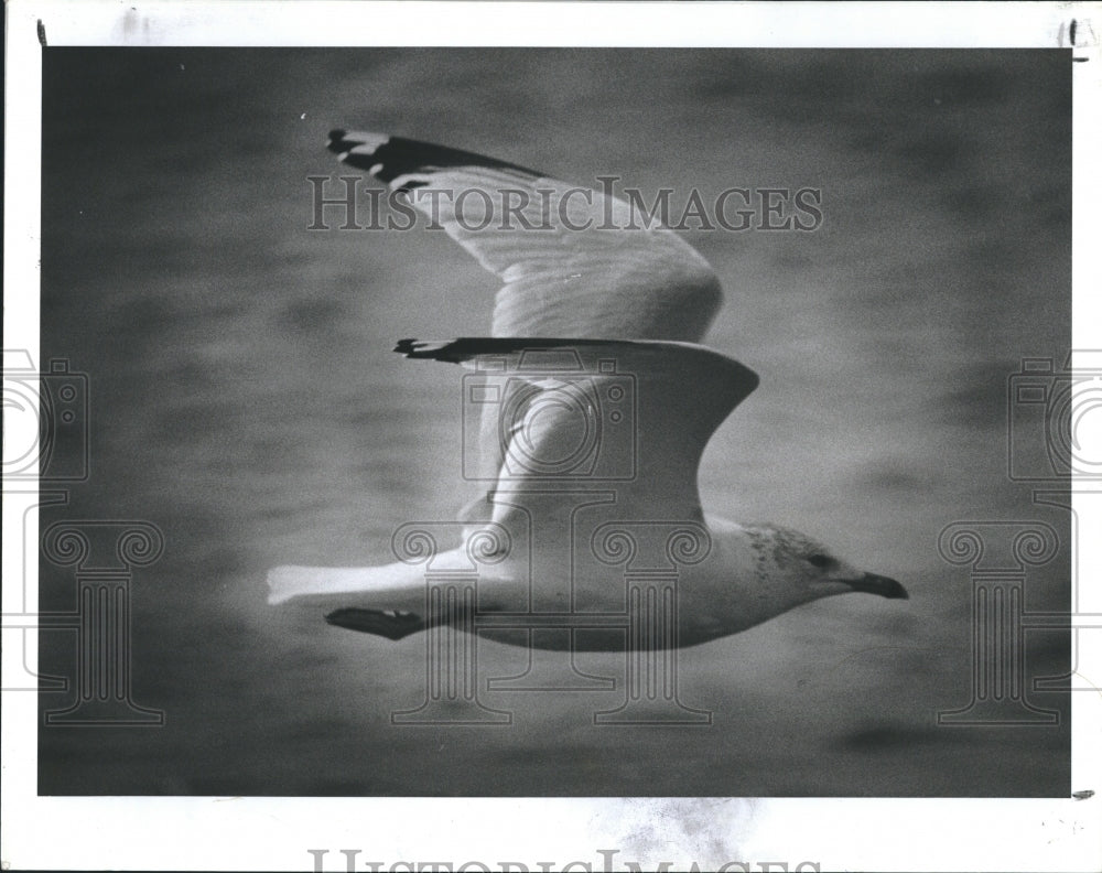 1987 Press Photo Seagulls - RSH21245 - Historic Images