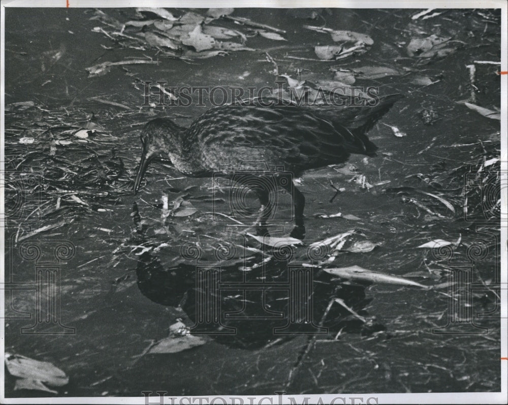 1975 Press Photo Birds on Green Key Beach - RSH21247 - Historic Images