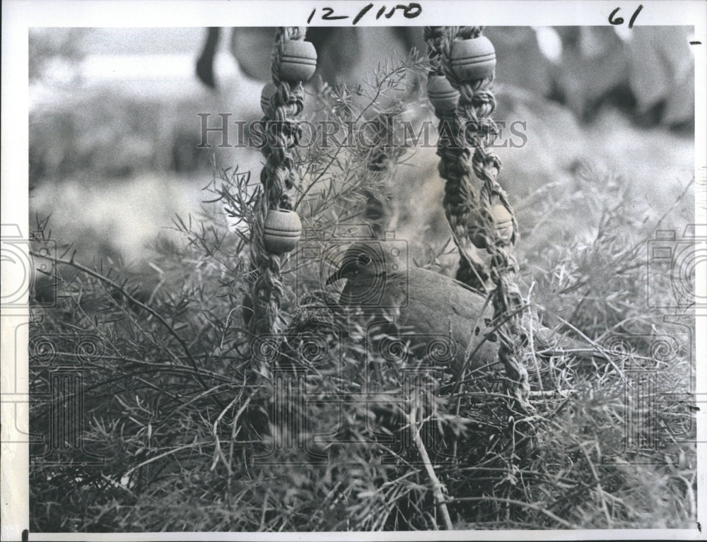 1977 Press Photo Dove Nesting In Hanging Macrame Planter - RSH21267 - Historic Images