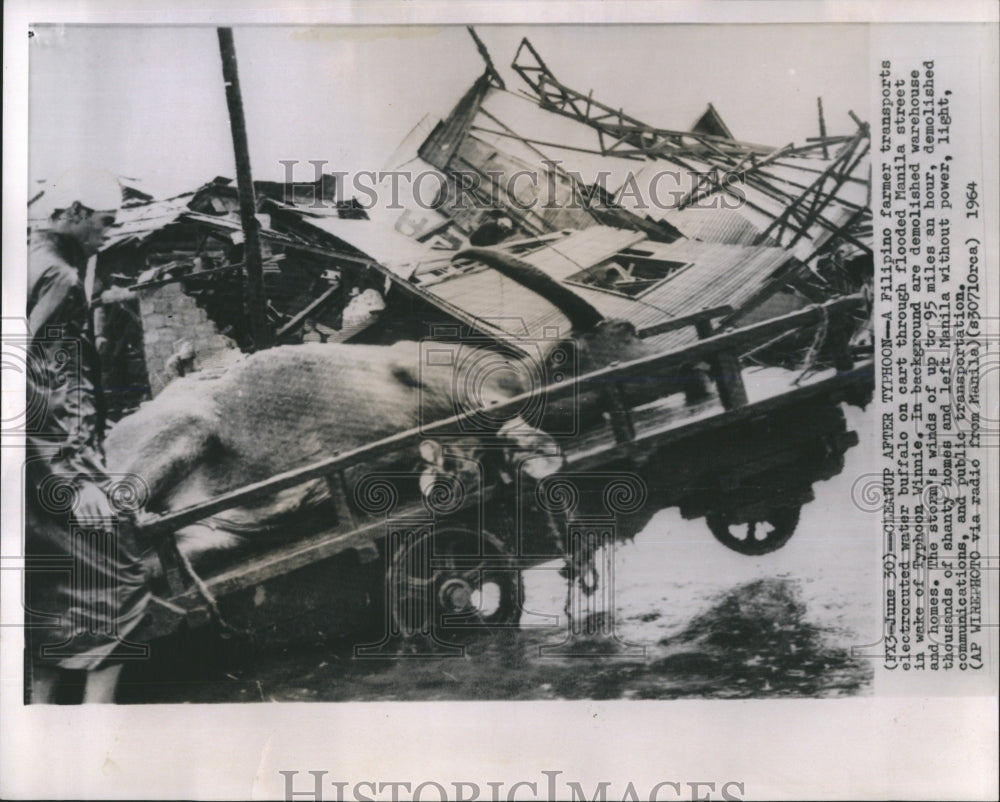 1964 Press Photo Farmer Transports Electrocuted Water Buffalo Manila Philippines - Historic Images