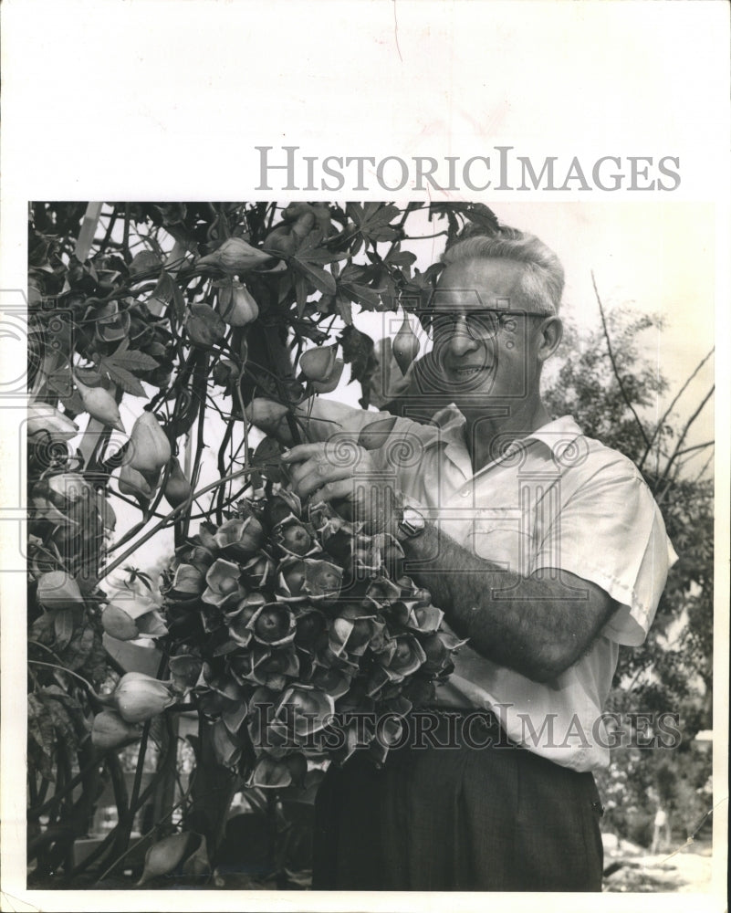 1962 Press Photo Silsby Mayo and a cluster of dried wood roses in his garden/ - Historic Images