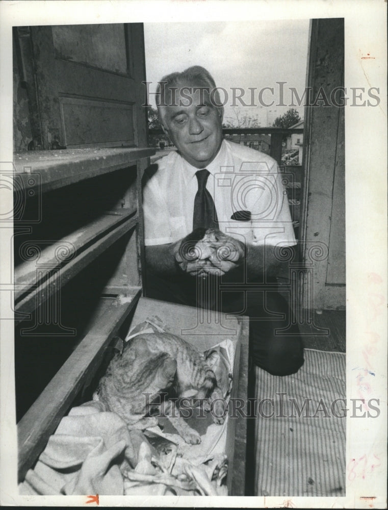 1972 Press Photo Cats found at construction site causes construction to stop - Historic Images