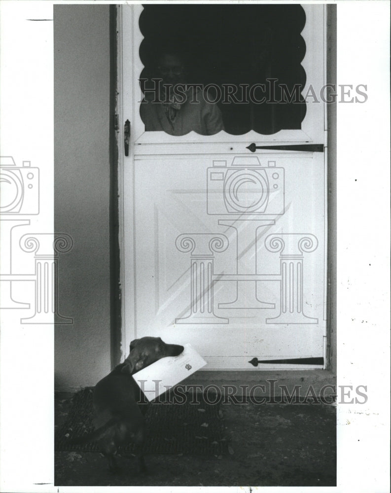 1987 Fritz takes mail to door after Pete Peterson delivers it. - Historic Images