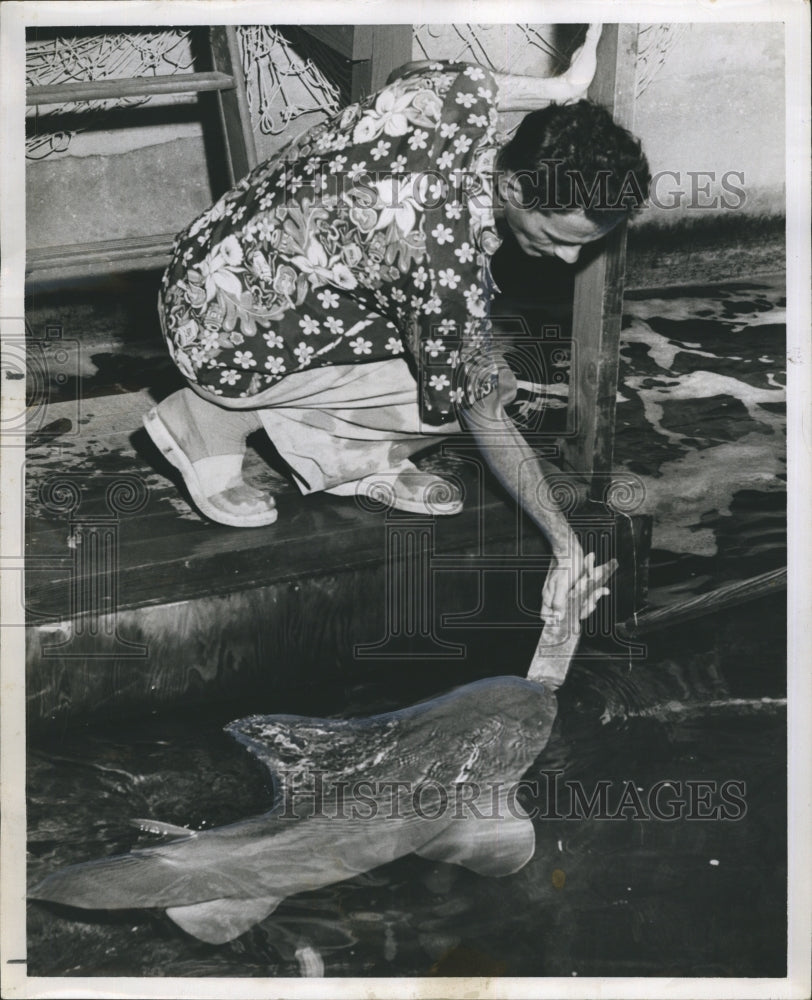 Sandy a shark, takes fish from trainer&#39;s hand.  - Historic Images