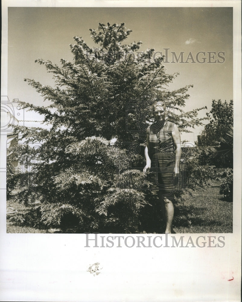 1961 Mrs James J Prince beside a Monkey Puzzle tree. - Historic Images