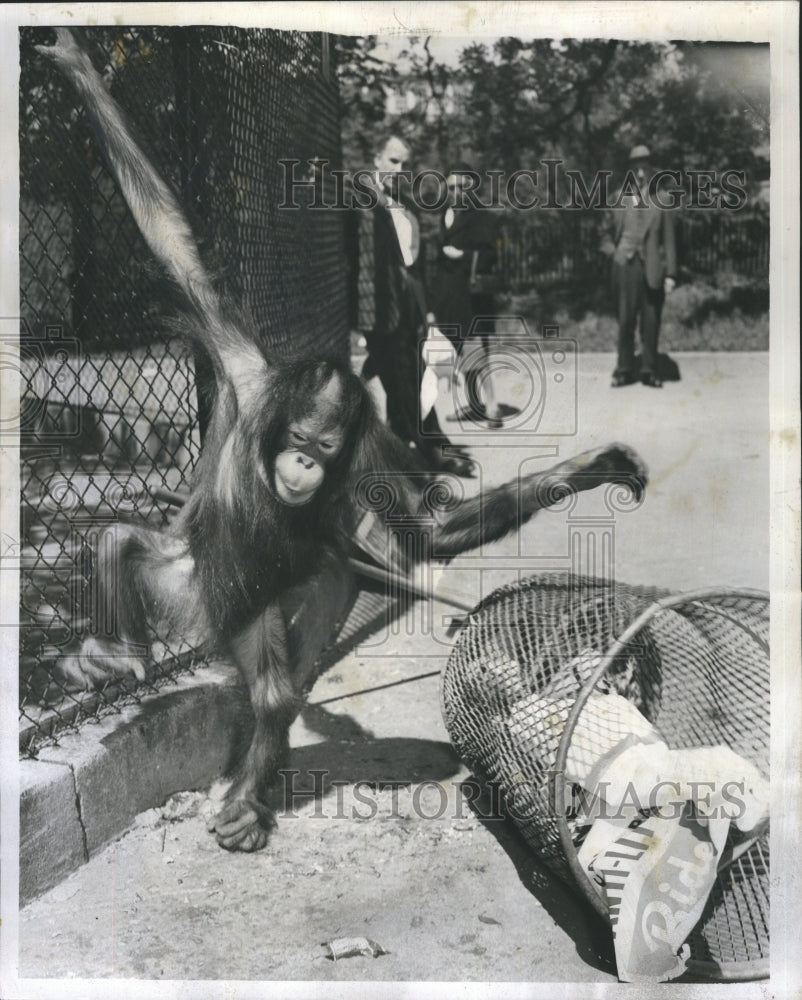 1954 Orangutan, Ling Wong, Helps Clean Up Zoo - Historic Images