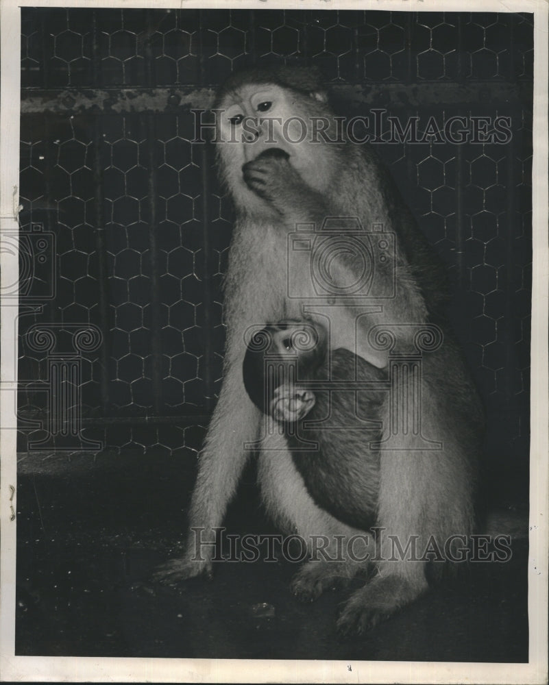 1949 Patas Monkey With Newborn At Lincoln Park Zoo  - Historic Images