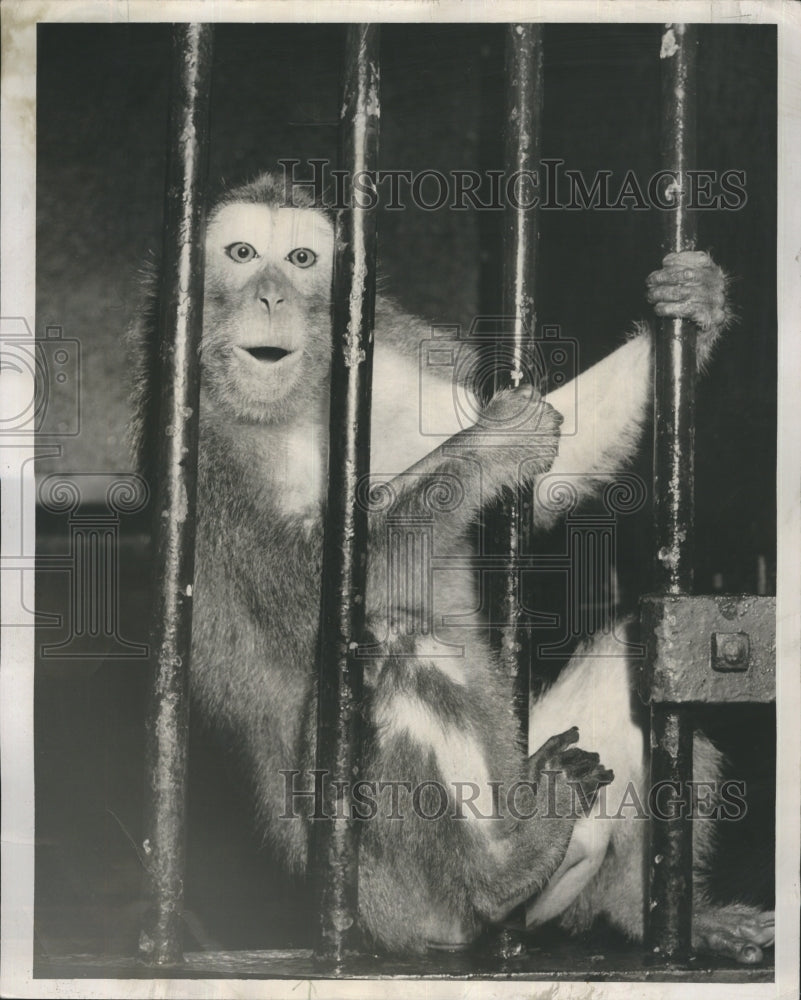 1950 Bushman Voice Of Primates At Lincoln Park Zoo  - Historic Images