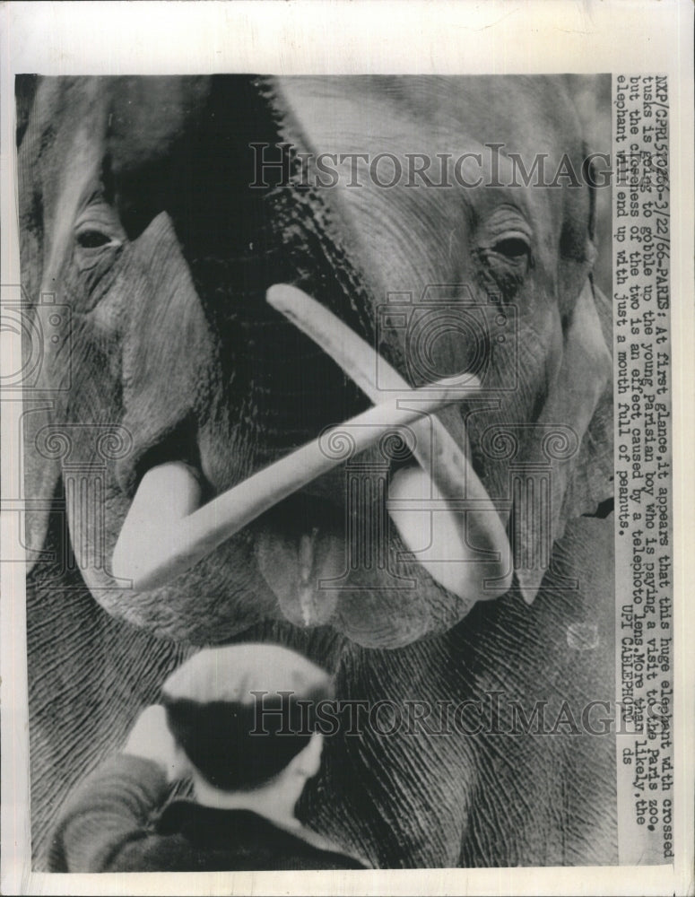 1966 Parisian Boy Feeds Peanuts To Elephant In Paris Zoo - Historic Images