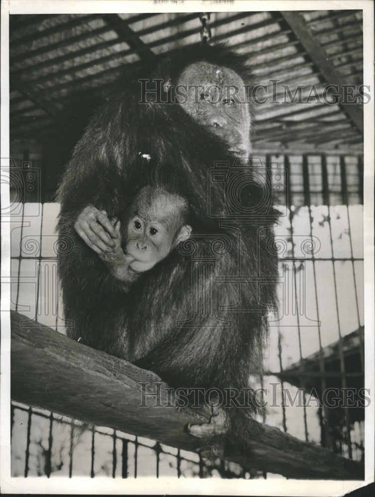 1941 Mother Orangutan With One Of Four Babies Ever Born In Captivity - Historic Images