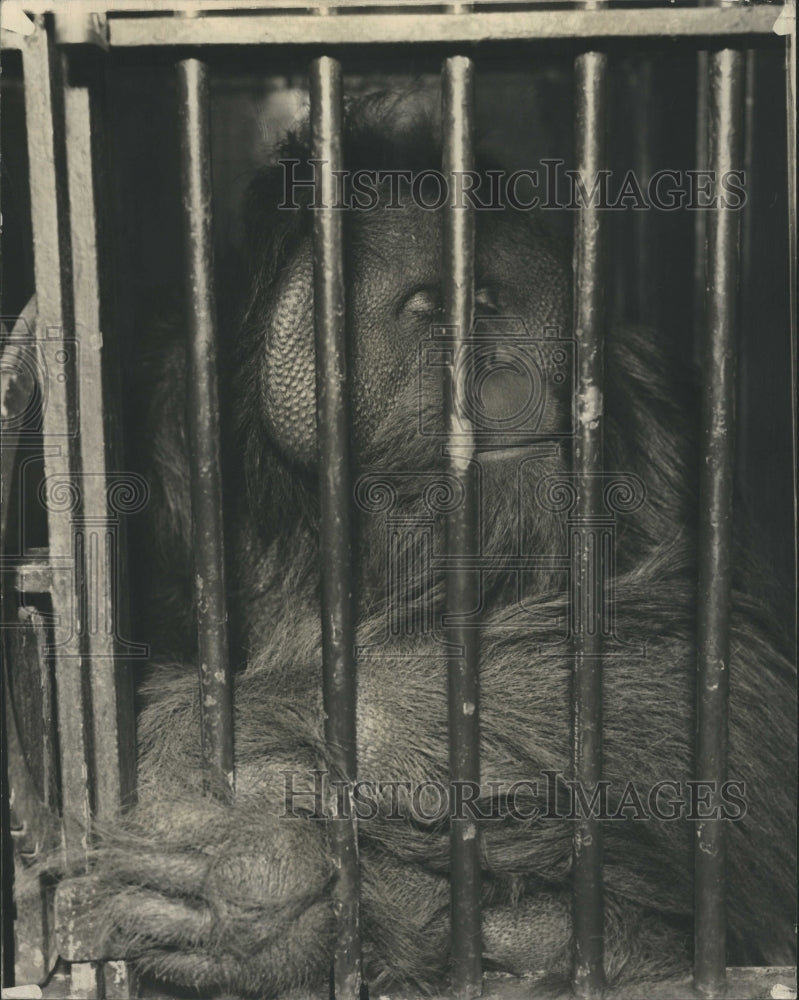 1936 "Barney" Has Special Cage At Lincoln Park Zoo  - Historic Images