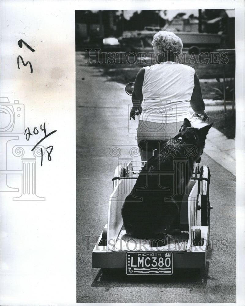 1978 90 Pound German Shepherd Dog Mr. Schulz & Dorothy Horkenback - Historic Images