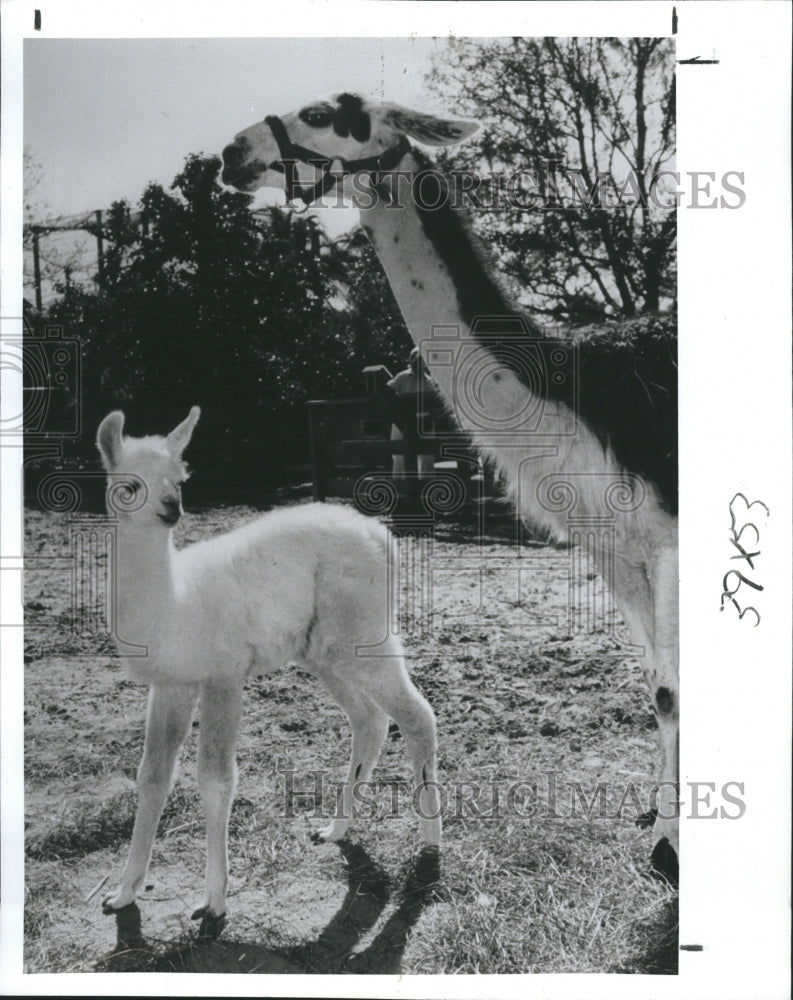 1990 Baby Llama watched over by Mama Llama at Lowry Park Zoo - Historic Images