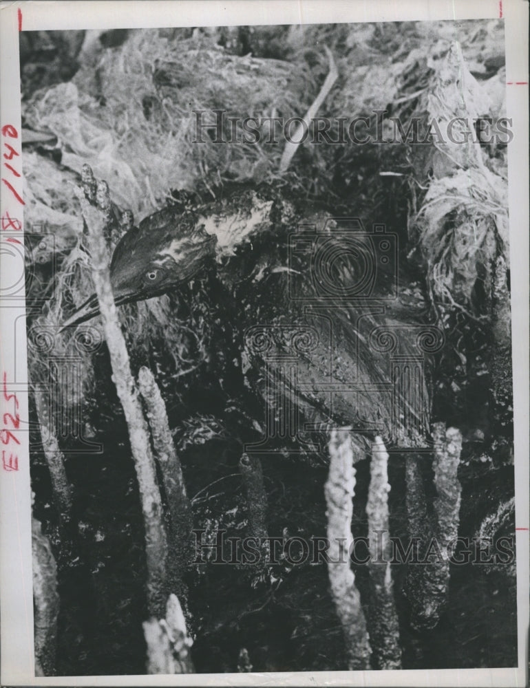 1970 Oil Spill Florida Waterfowl Ross Island  - Historic Images