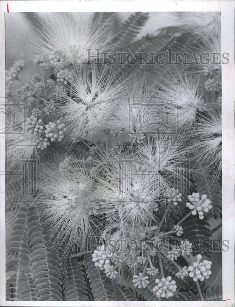 1970 Mimosa tree This tree has been replanted 3 times. - Historic Images