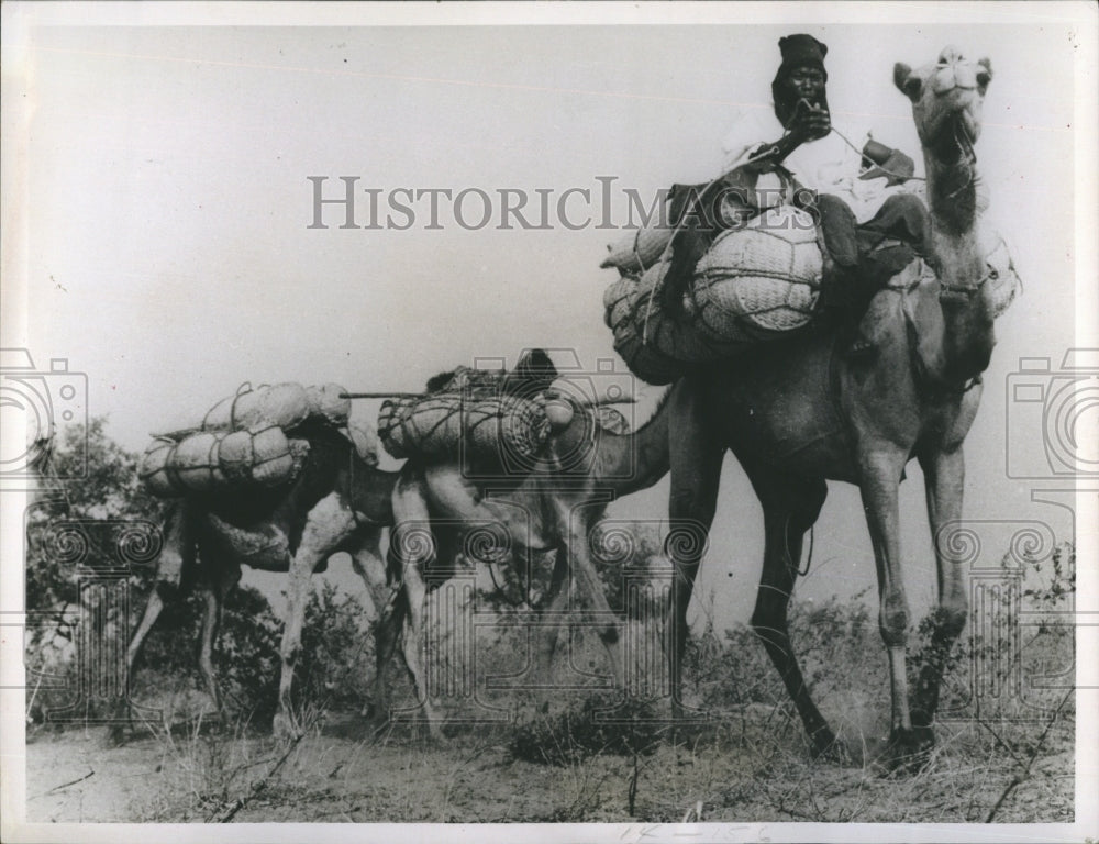 1964 Camel caravans traveling across Northern Nigeria - Historic Images