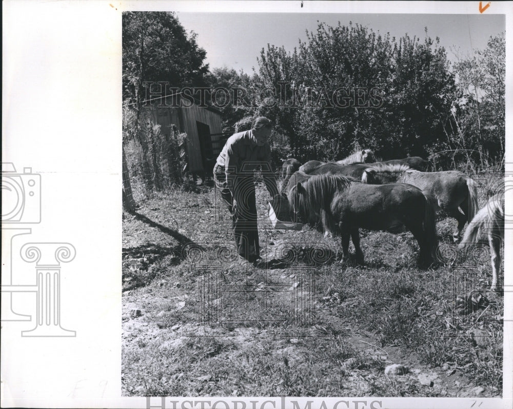 1959 Alton Freeman, Modern Dr. Doolittle, Attends His Midget Ponies - Historic Images