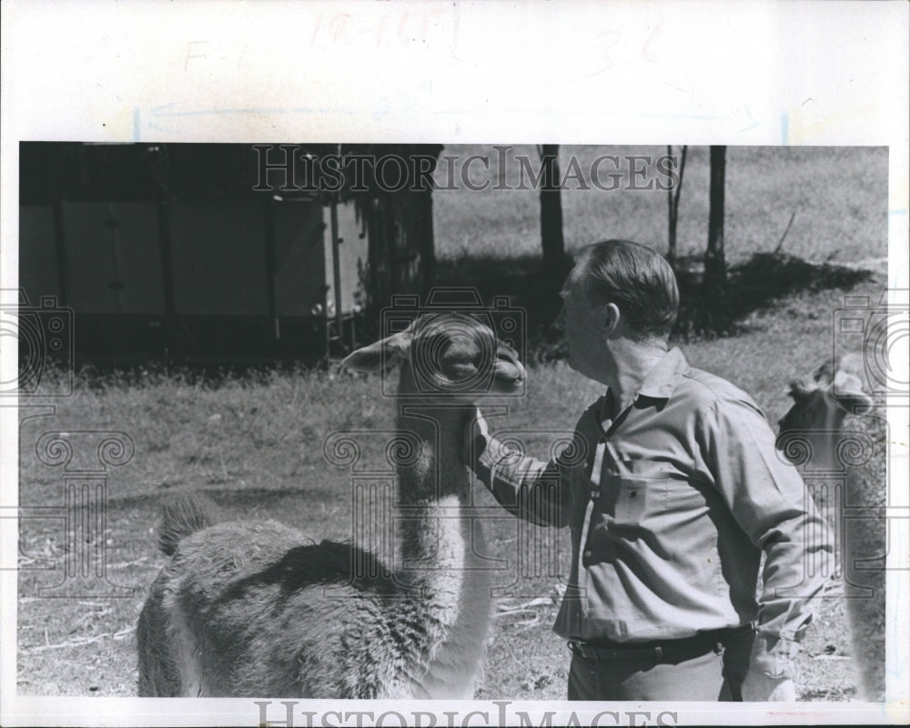 1969 Alton Freeman Spents Special Time With His Llama - Historic Images