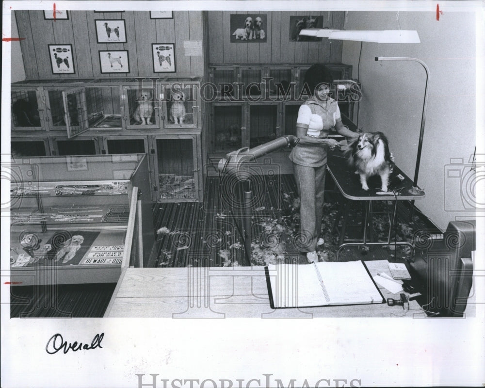 1981 Dog groomer Yolanda Crescenzi at work  - Historic Images