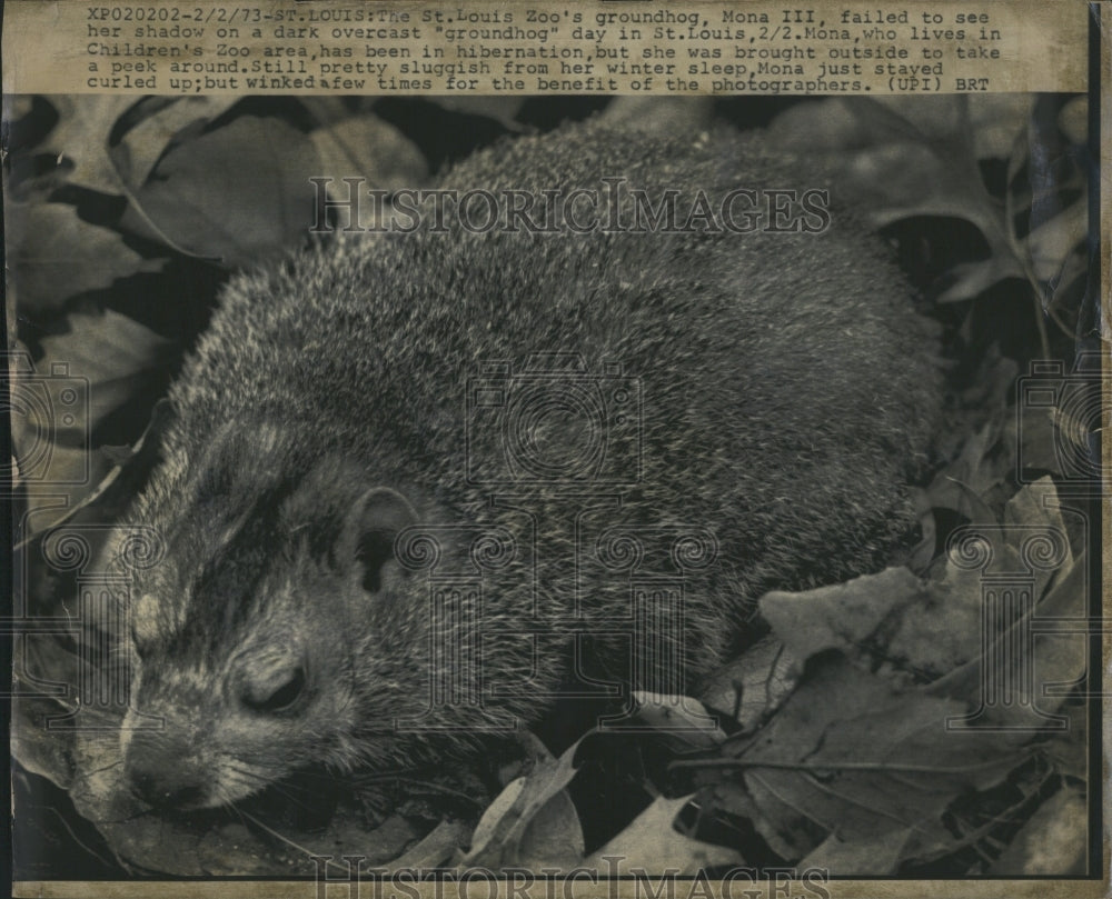 1973 St. Louis Zoo's groundhog failed to see it's shadow. - Historic Images