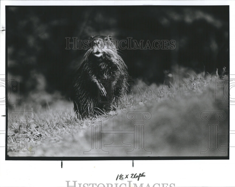 1991 Nutria Animal Big Rodent  - Historic Images