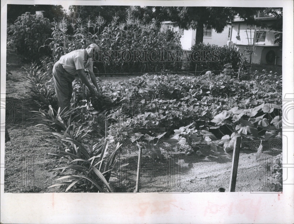 1970 J.Wards Hutchinson checks his vegetables garden.  - Historic Images