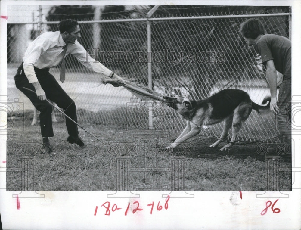 1972 Robert Pike trains a police German Shepherd - Historic Images