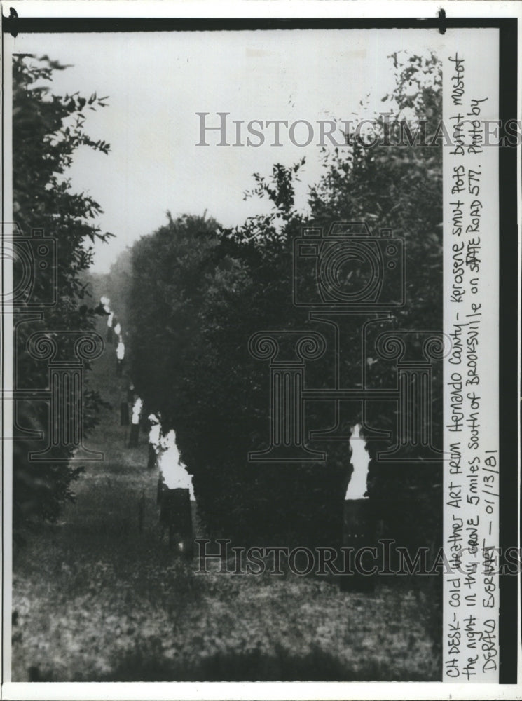 1981 Kerosene Smot Pots burn to keep fruit from freezing. - Historic Images