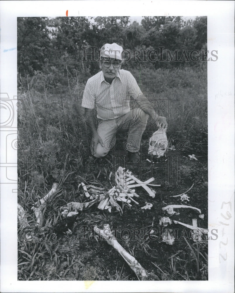 1983 Joe Furnarl shows bones of a calf he says was killed by dogs. - Historic Images