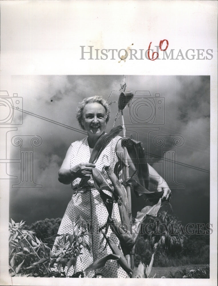 1961 Mrs. William E. Teachum Shows Her Cornstalk With Multiple Ears - Historic Images