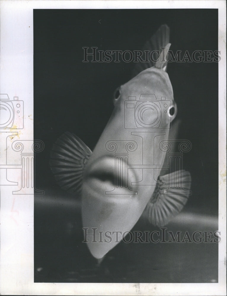 1970 Trigger Fish a denizen of the Science Center in St Petersburg. - Historic Images